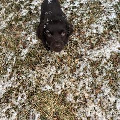 Boykin Spaniel, English Cocker Spaniel, and Labrador Retriever Puppies from PARK’s Family Farm