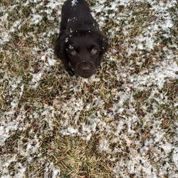 Boykin Spaniel, English Cocker Spaniel, and Labrador Retriever Puppies from PARK’s Family Farm