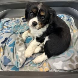Cavalier King Charles Spaniel Puppies from Cavalier Country Farm