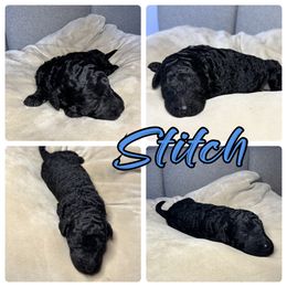 Goldendoodle and Poodle Puppies from Wonderland Kennel