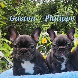 French Bulldog puppies from Lakewinds Collies & Bulldogs