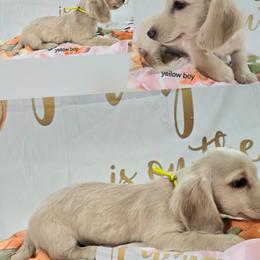 Pearl yellow boy - Cream male Dachshund puppy in Ashford, Alabama from Precious Little Lap Babies