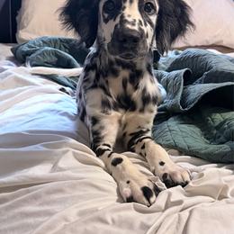 Hades- LUA long coat - White and black male Dalmatian puppy in Jefferson, Georgia from Spotted Jewels Dalmatians