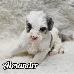 Alexander - Merle male Sheepadoodle puppy in Iowa Falls, Iowa from Sheepadoodles of Iowa
