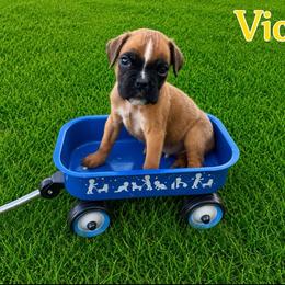 Viola - Fawn female Boxer puppy in Abilene, Texas from L&L Euro Boxers and Small Town Shih Tzus