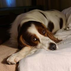 Irish Red and White Setter All Grown Up from Ridgepoint