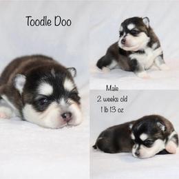 Toodle Doo - Black and white male Pomsky puppy in Denham Springs, Louisiana from Bayouland Pomskies