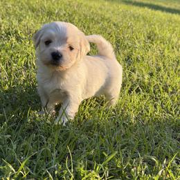 Valentin - White male Havanese puppy in Cadwell, Georgia from Hashtag Havenese
