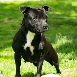 Windy - Staffordshire Bull Terrier