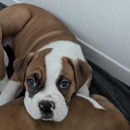 Boxers from Classic City Boxers