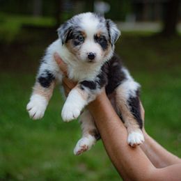 Zues - Blue merle male Australian Shepherd puppy in Monroe, Georgia from Lovable Little Aussies
