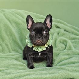 Buttercup - Black female French Bulldog puppy in Maplewood, New Jersey from Poos&Bulls Keepsake