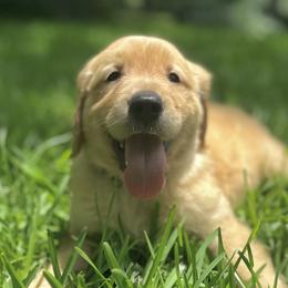 Golden Retrievers from laura's dogs :)
