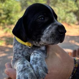 Pepper - yellow collar - Black roan male German Shorthaired Pointer puppy in Mokelumne Hill, California from Underhill GSP