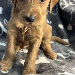 Bernedoodle and Goldendoodle Puppies from Ruby's Doodles