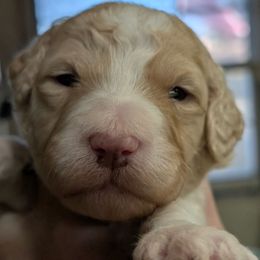 Bradley - Fawn and white male Sheepadoodle puppy in Seaman, Ohio from Ohio Valley Sheepadoodles