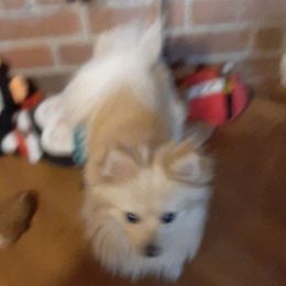 Adora - Pomsky