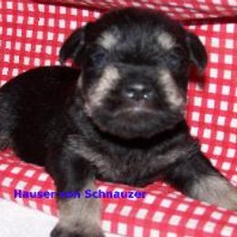 Miniature Schnauzer Puppies from Kathy Rager's Miniature Schnauzers