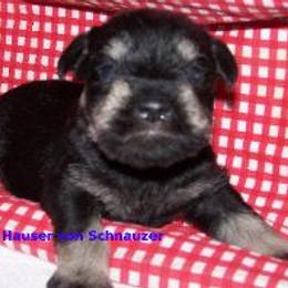 Miniature Schnauzer Puppies from Kathy Rager's Miniature Schnauzers