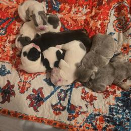 Lilac and tan female - Liver female French Bulldog puppy in Tuscaloosa, Alabama from J & J classic frenchies