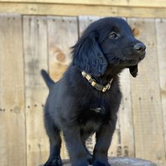 Skullcrusher (white-black) - Black male Flat-Coated Retriever puppy in Park Rapids, Minnesota from Catori