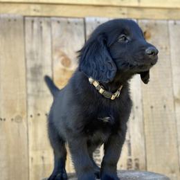 Skullcrusher (white-black) - Black male Flat-Coated Retriever puppy in Park Rapids, Minnesota from Catori