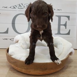 Goldendoodle Puppies from Auburn Hills Doodles & Poodles