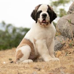 Saint Bernard Puppies from Southern Giants