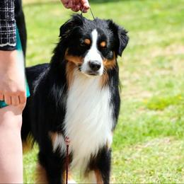 BAILEY - Australian Shepherd