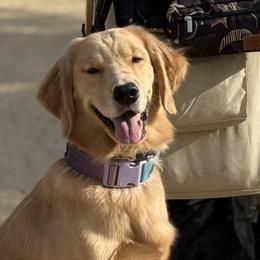 Dachshunds and Golden Retrievers from Grove Haven Canines