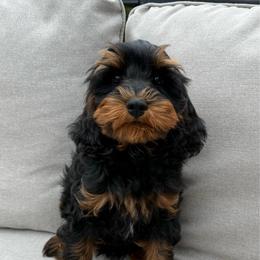 Callihan - Black and tan male Cavapoo puppy in Bozrah, Connecticut from Cedar Creek Farm