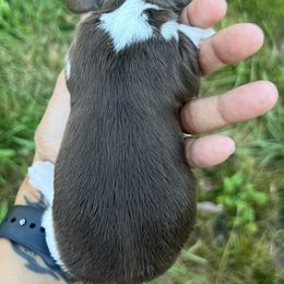 Boy 1 - Chocolate male Dachshund puppy in Bon Air, Tennessee from Clemons Mini Dachshunds of Tennessee