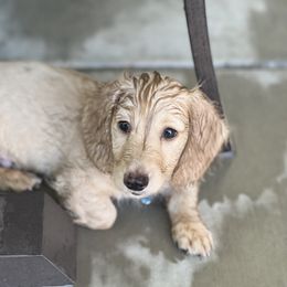 Dachshund Puppies from Delta Dachshunds