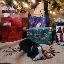 Bernese Mountain Dog Puppies from Stone Hill Farm