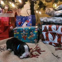 Bernese Mountain Dog Puppies from Stone Hill Farm