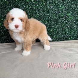 Pink girl - Red female Bernedoodle puppy in Modesto, California from Two Doods Doodles