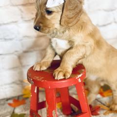 Double Doodle Puppies from North Texas Golden Mountain Doodles