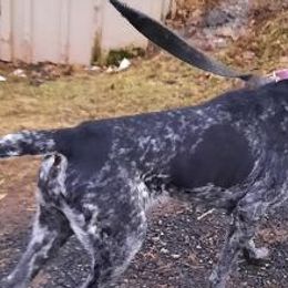 German Shorthaired Pointers from L & J Shorthairs