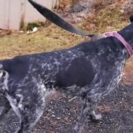 German Shorthaired Pointers from L & J Shorthairs