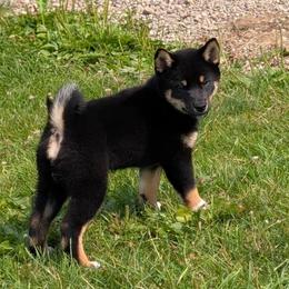 Axel - Black and tan male Shiba Inu puppy in Warren County, New Jersey from Yellow Gate Kennel