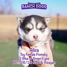 Aliza - Blue female Pomsky puppy in Humeston, Iowa from M.A.R. Dogs