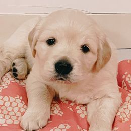Girl 1 - Golden Retriever puppy in Acworth, Georgia from English Cream Goldens in Georgia