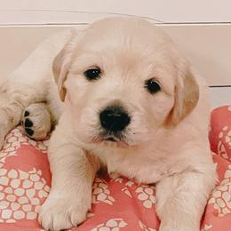 Girl 1 - Golden Retriever puppy in Acworth, Georgia from English Cream Goldens in Georgia