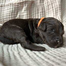 Orange Boy - Brown male Double Doodle puppy in Huntsville, Alabama from Winchester Doodles