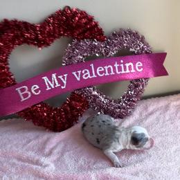Val - Blue merle male Miniature American Shepherd puppy in Henrietta, New York from Morning Glory Minis