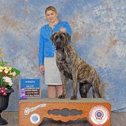 Roxie - Mastiff