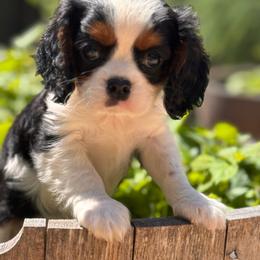 Bashful - Tri-color male Cavalier King Charles Spaniel puppy in California from Tinkerpups