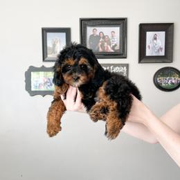 Cavapoo Puppies from Wonderful World Doodles