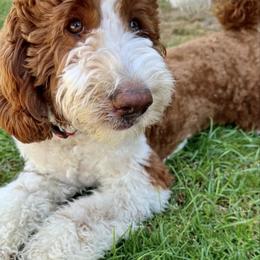 Golden Mountain Doodle puppies from gucci_bentleys_goldendoodles