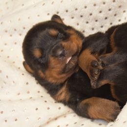 Rottweiler Puppies from Sharp Ridge Rottweilers